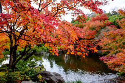 Autumn tree by lake