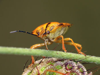 Close-up of insect on flower