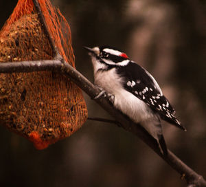 Close-up of bird perching on branch