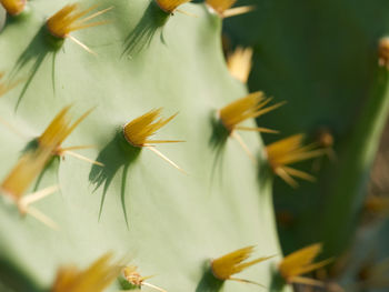 Close-up of cactus