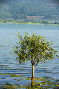 Tree by lake