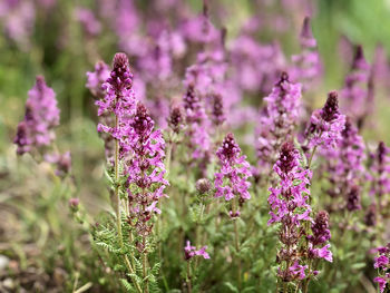 Close-up of purple flowering plants on field