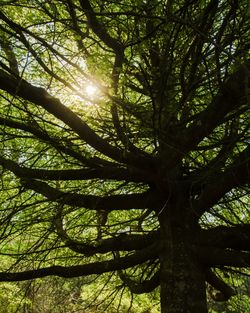 Low angle view of sunlight streaming through tree