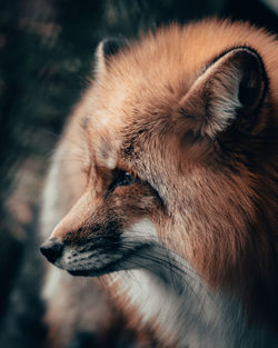 Close-up of dog looking away