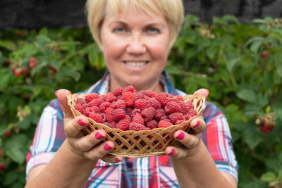 Middle-aged woman picks ripe raspberries in a basket, summer harvest of berries