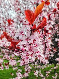 Close-up of pink flowers