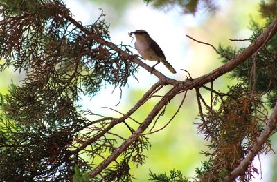 Low angle view of bird perching on branch