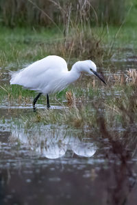 Bird in a lake