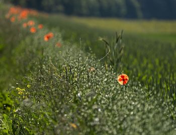 Close-up of red poppy flowers in field