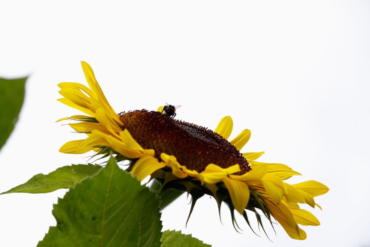 CLOSE-UP OF INSECT ON YELLOW SUNFLOWER