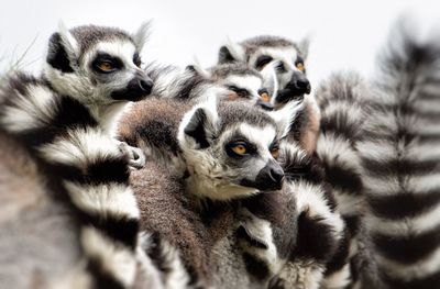 Close-up of lemurs