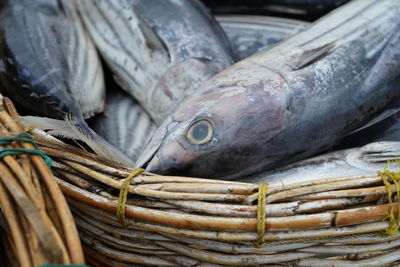 Closeup of pile tuna fish at fishing harbour in indonesia