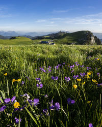 Scenic view of purple flowering plants on field against sky