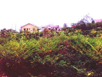 Fresh purple flowers in field