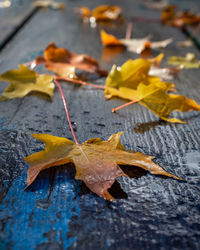 Close-up of yellow maple leaves