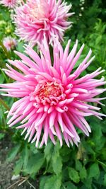 Close-up of pink flower