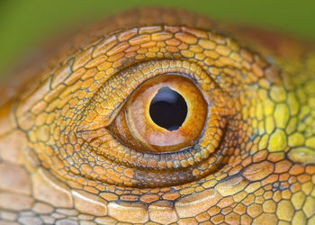 Close up of lizard