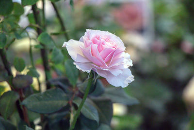 Close-up of pink rose