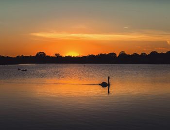 Silhouette swan swimming in lake during sunset