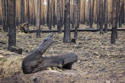 View of trees in forest