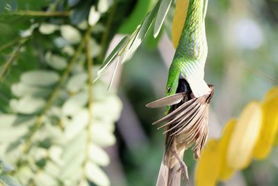 Close-up of bird perching on plant