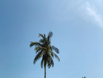 Low angle view of palm tree against sky