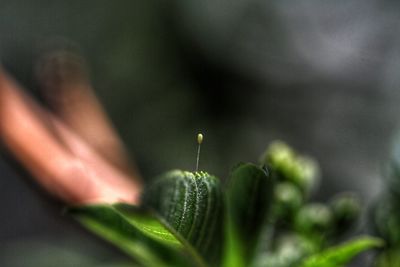 Close-up of plant against blurred background