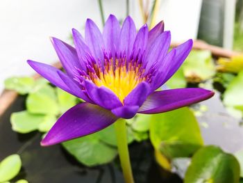 Close-up of purple water lily