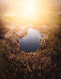 High angle view of trees in forest