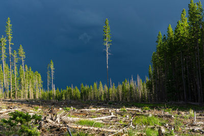 Trees growing on land against sky