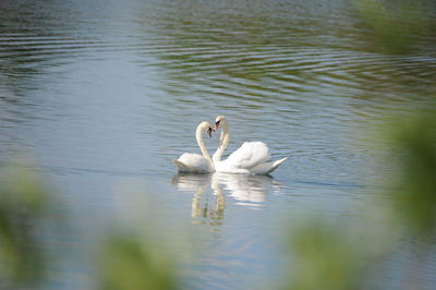 View of swans swimming in lake