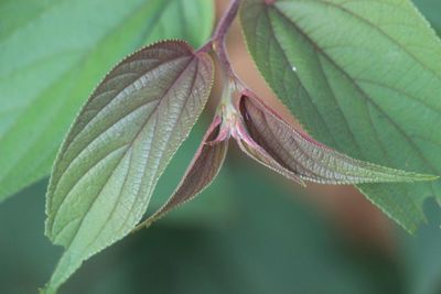 Close-up of green leaves
