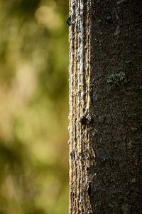 Close-up of tree trunk