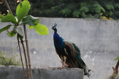 Close-up of a peacock bird perching on plant