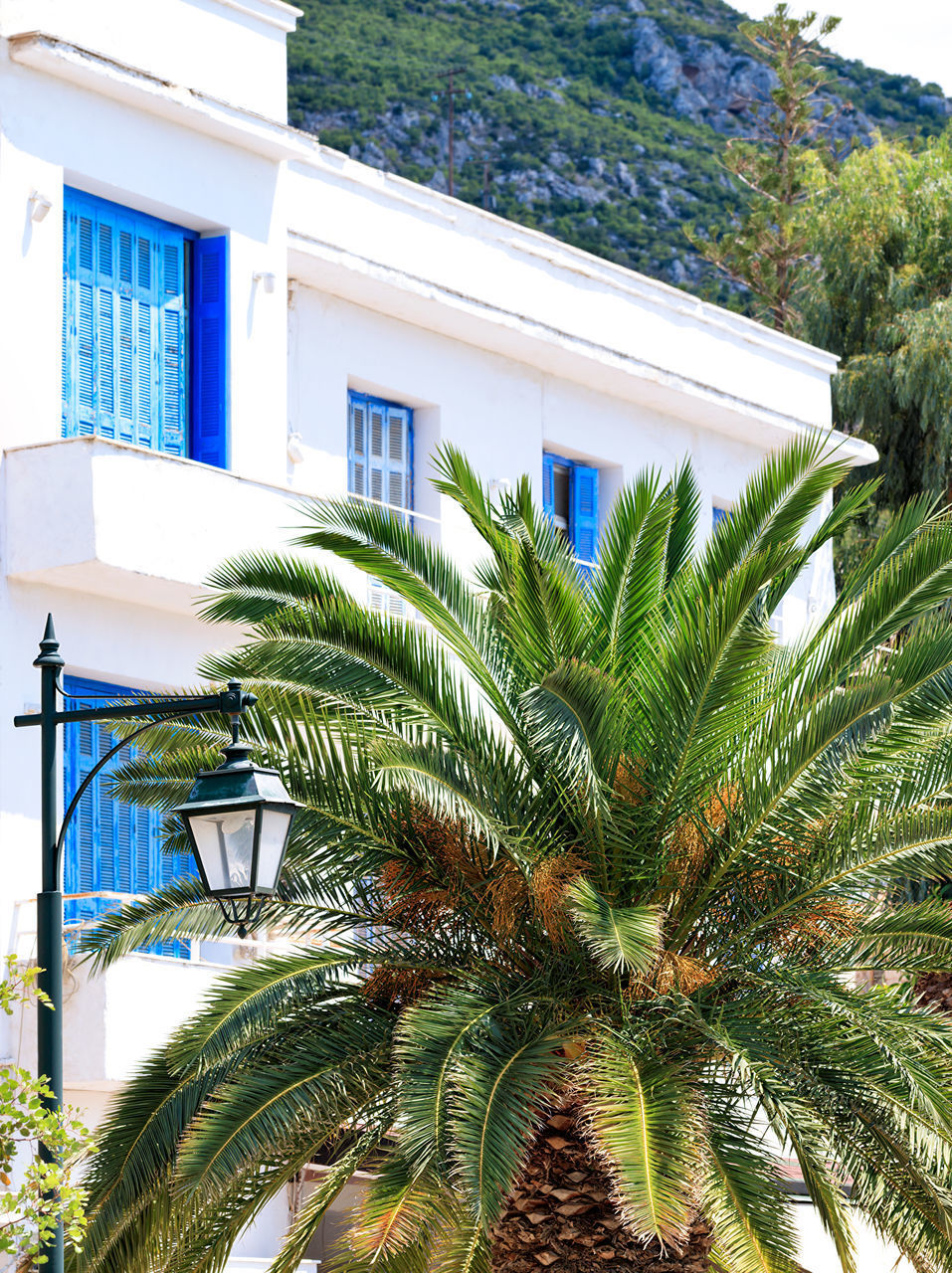 PALM TREE BY APARTMENT BUILDING