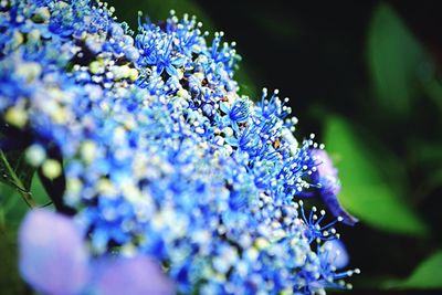 Close-up of blue flowers blooming outdoors