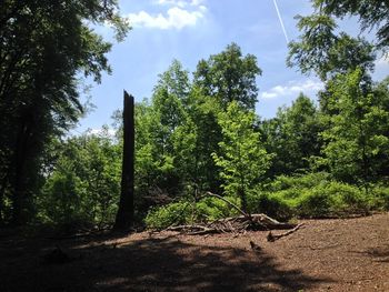 Trees growing in forest against sky