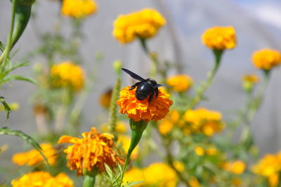 Close-up of bee on yellow flower