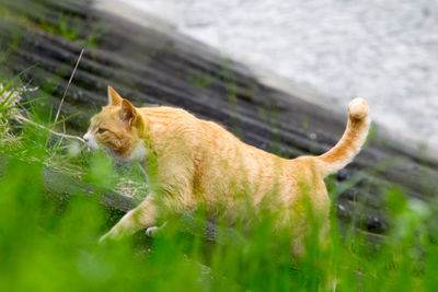 Tilt shot of ginger cat against lake