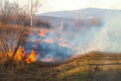 A large fire flame destroys dry grass and tree branches along the road.