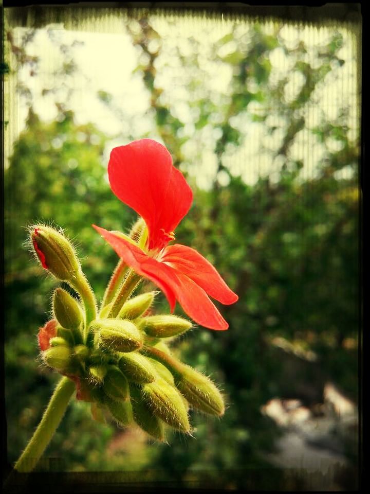 flower, transfer print, freshness, petal, growth, fragility, flower head, beauty in nature, auto post production filter, focus on foreground, red, close-up, nature, plant, blooming, in bloom, blossom, selective focus, bud, leaf