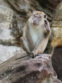 Monkey sitting on rock