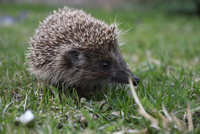 Close-up of an animal on grass