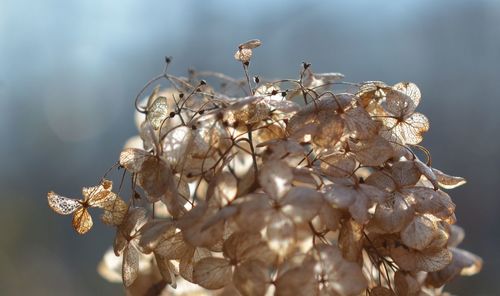 Close-up of flowers on plant