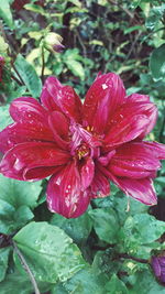 Close-up of pink flowers