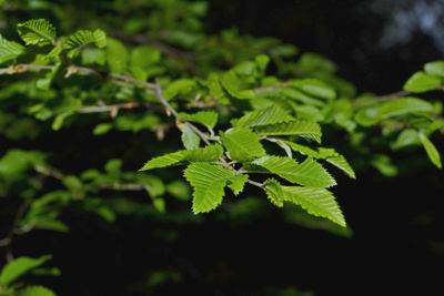 Close-up of fern leaves