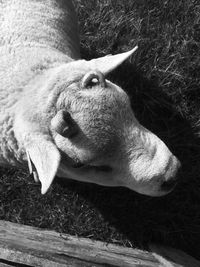 Close-up of cat relaxing