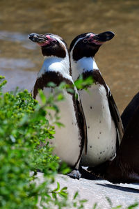 Two humboldt penguins standing next to each other 