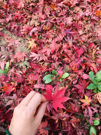 Low section of woman picking autumn leaves