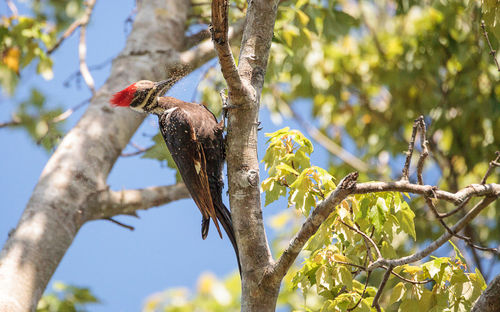 Male pileated woodpecker bird dryocopus pileatus in the hole of a pine tree at the corkscrew swamp 